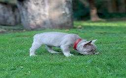French Bulldog dogs for sale: Demi - Image 3