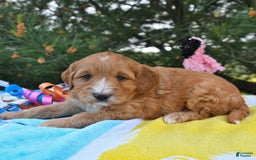 Mini Goldendoodle dogs for sale: Dancer - Image 24