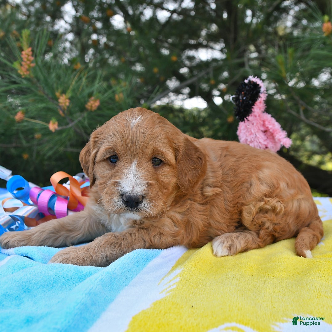 Mini Goldendoodle dogs for sale: Dancer - Image 24