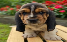 Basset Hound dogs for sale: Sadie - Image 20