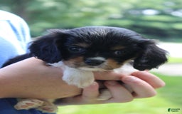 Cavalier King Charles Spaniel dogs for sale: Raven - Image 8