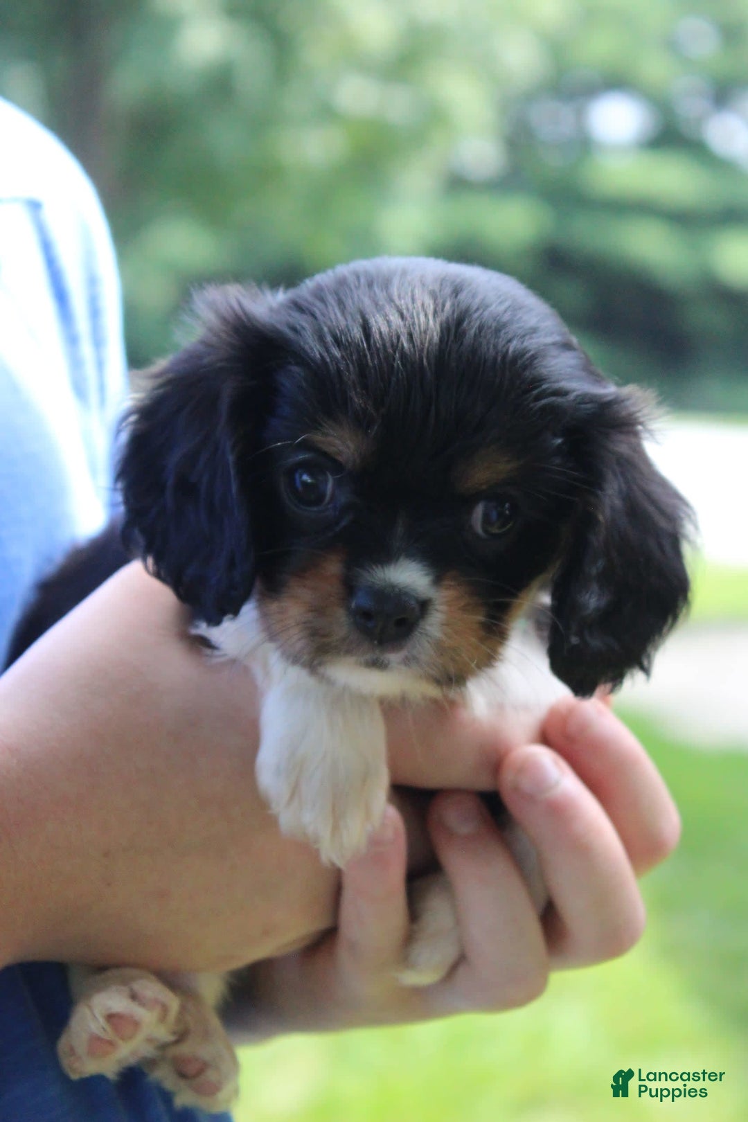 Cavalier King Charles Spaniel dogs for sale: Raven - Image 8