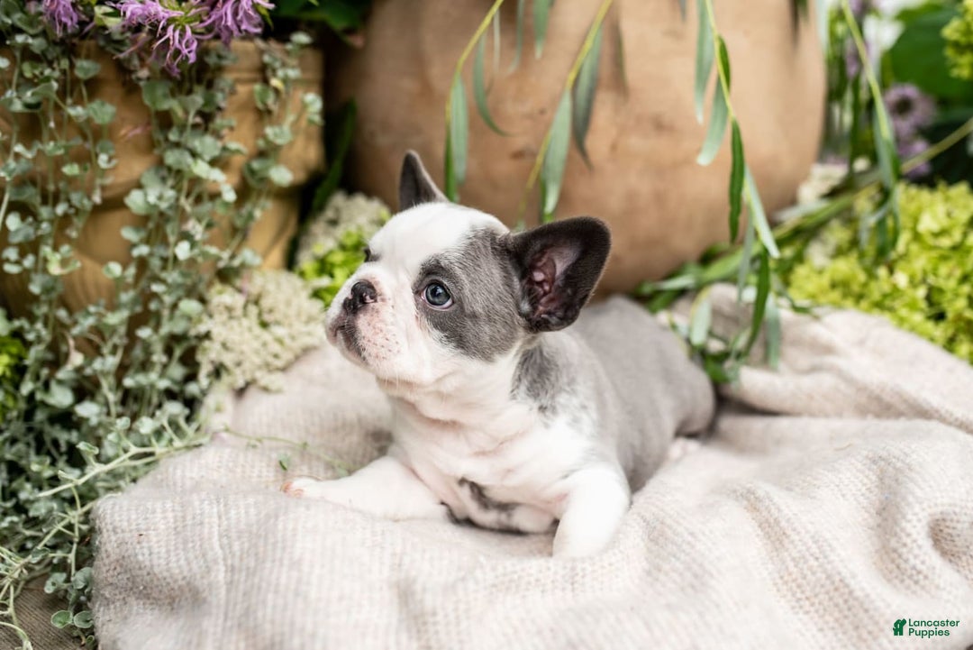 French Bulldog dogs for sale: Honey - Image 8