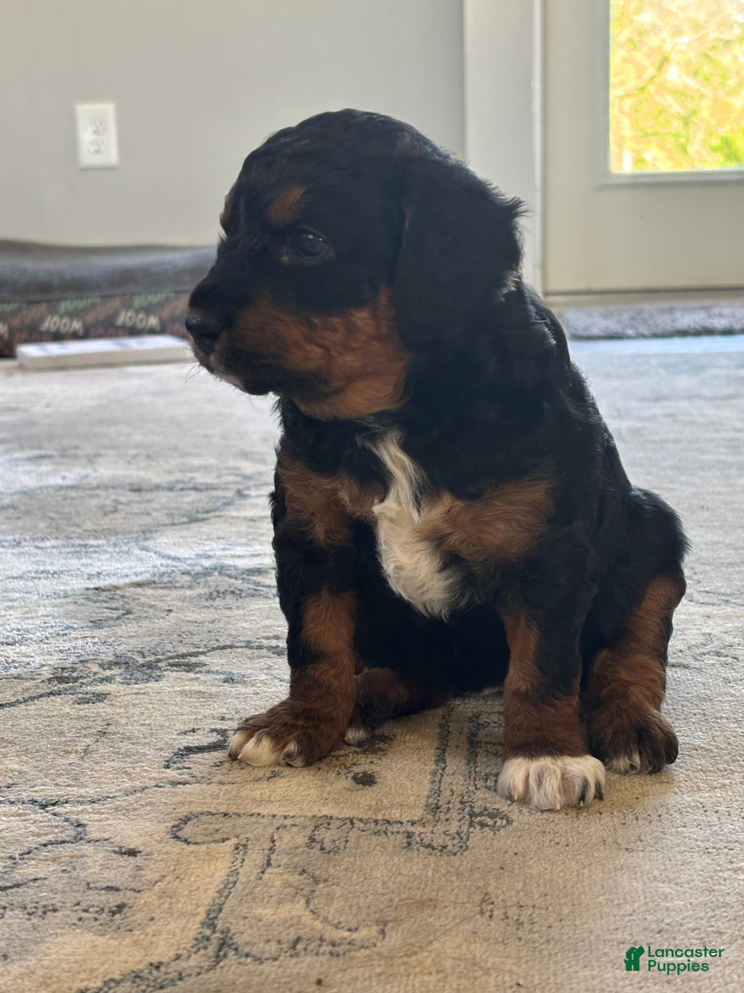 Aussiedoodle dogs for sale: Enola - Listing for pets: Enola - Image 2