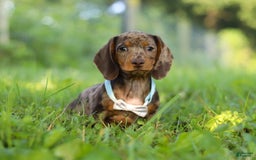 Miniature Dachshund dogs for sale: Miniature Dachshund 2 puppies - Image 1