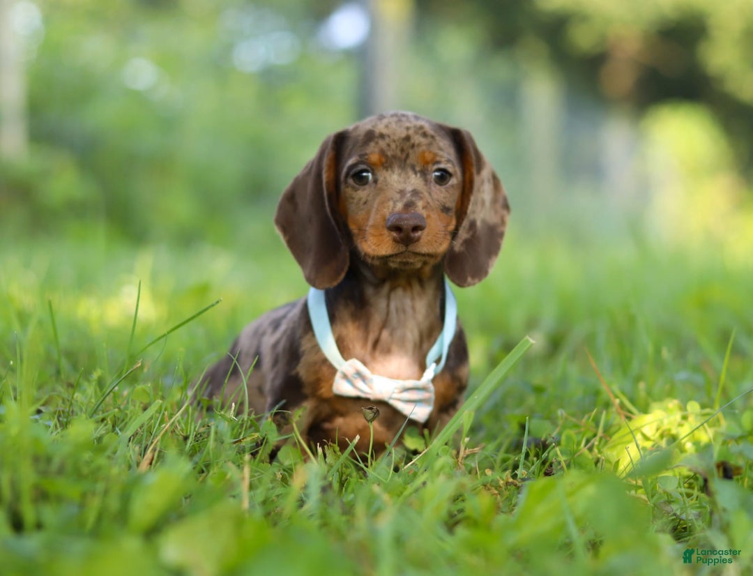 Miniature Dachshund dogs for sale: Miniature Dachshund 2 puppies - Image 1