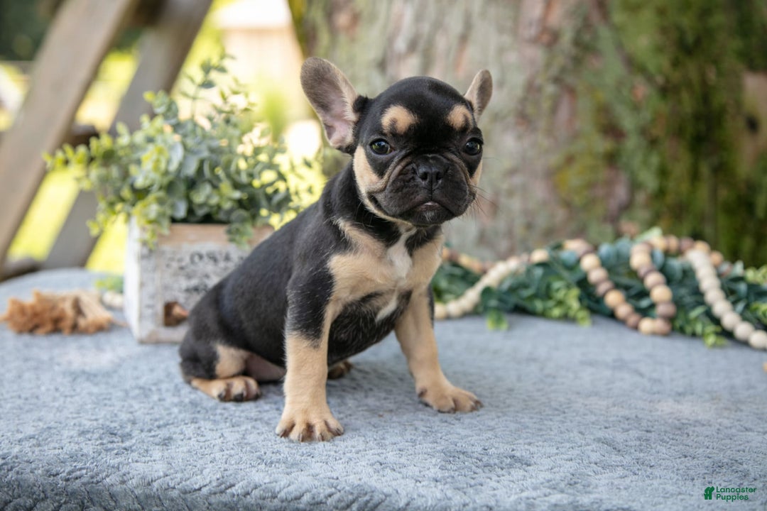 French Bulldog dogs for sale: Bella - Image 1