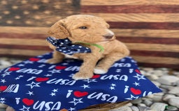 Standard Poodle dogs for sale: Monday / Green Boy - Image 1