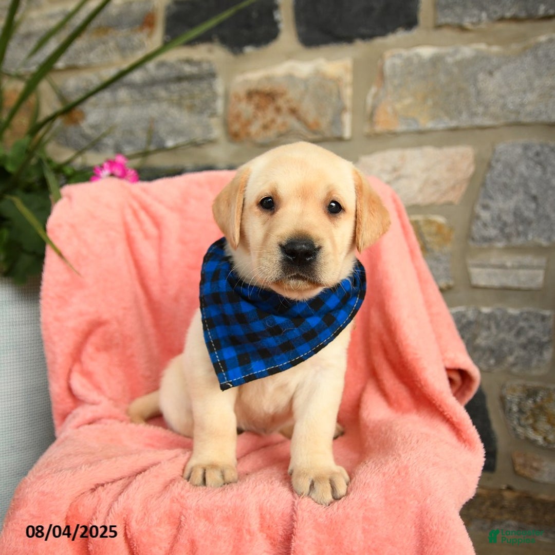 Labrador Retriever dogs for sale: Havarti - Image 2
