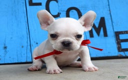French Bulldog dogs for sale: Fido - Image 16