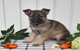German Shepherd dogs for sale: Kayla - Image 2