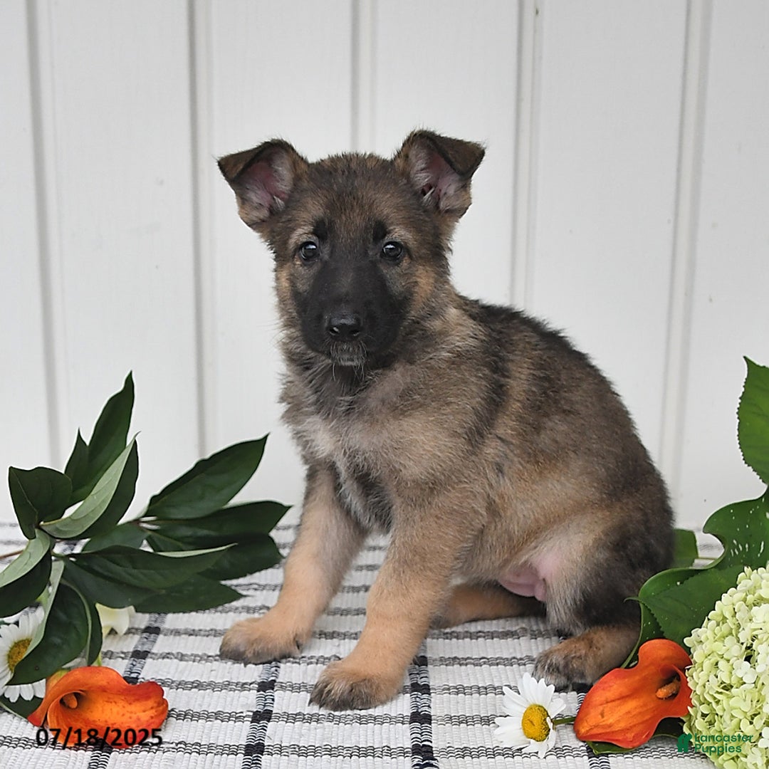German Shepherd dogs for sale: Kayla - Image 2
