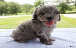 Miniature Poodle dogs for sale: Benson - Image 7