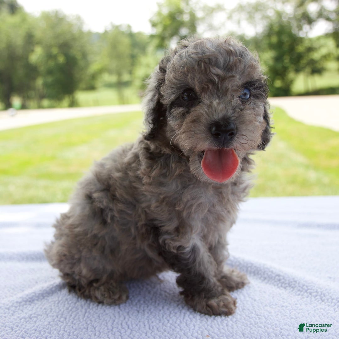 Miniature Poodle dogs for sale: Benson - Image 7