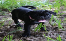 Pug dogs for sale: Gracie - Image 5
