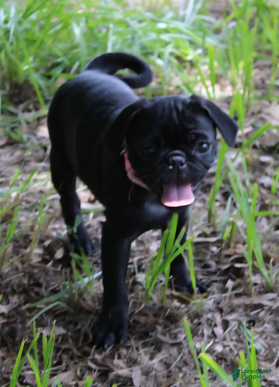 Pug dogs for sale: Gracie - Image 5