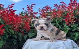 Frenchton dogs for sale: Nadia - Image 13