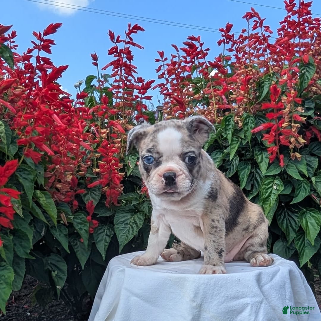 Frenchton dogs for sale: Nadia - Image 13