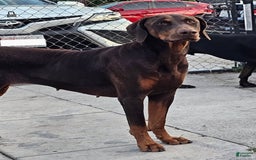 Doberman Pinscher dogs for sale: Dobermen - Image 5