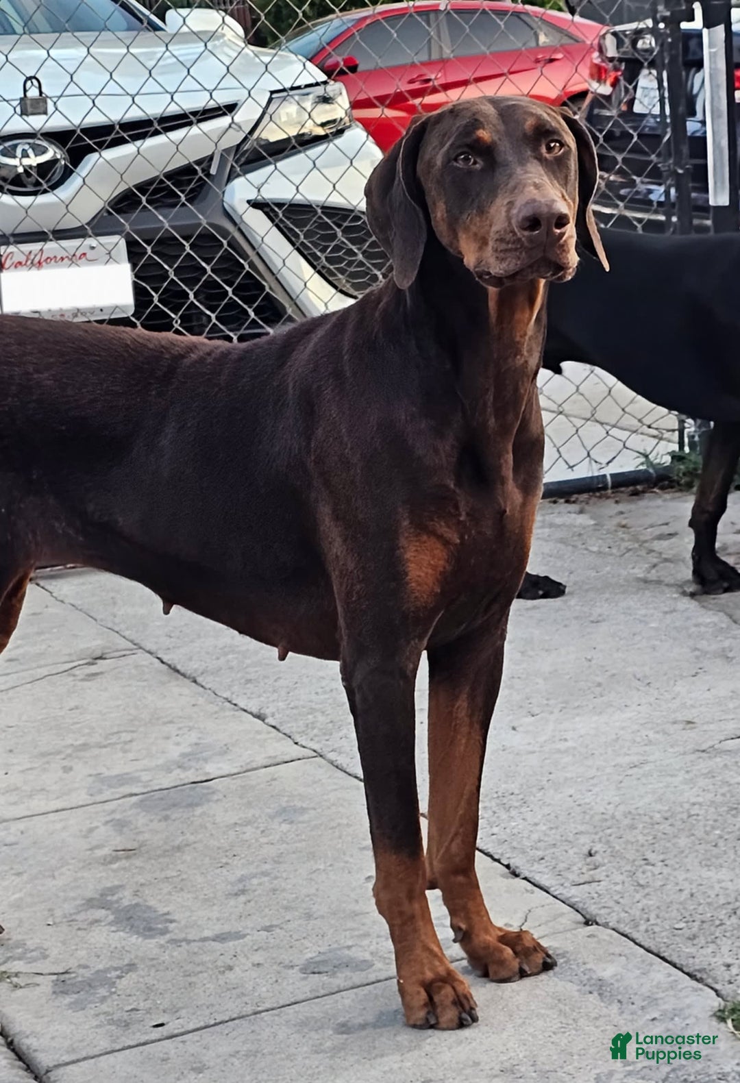 Doberman Pinscher dogs for sale: Dobermen - Image 5