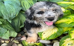 Mini Aussiedoodle dogs for sale: Tulip - Image 25