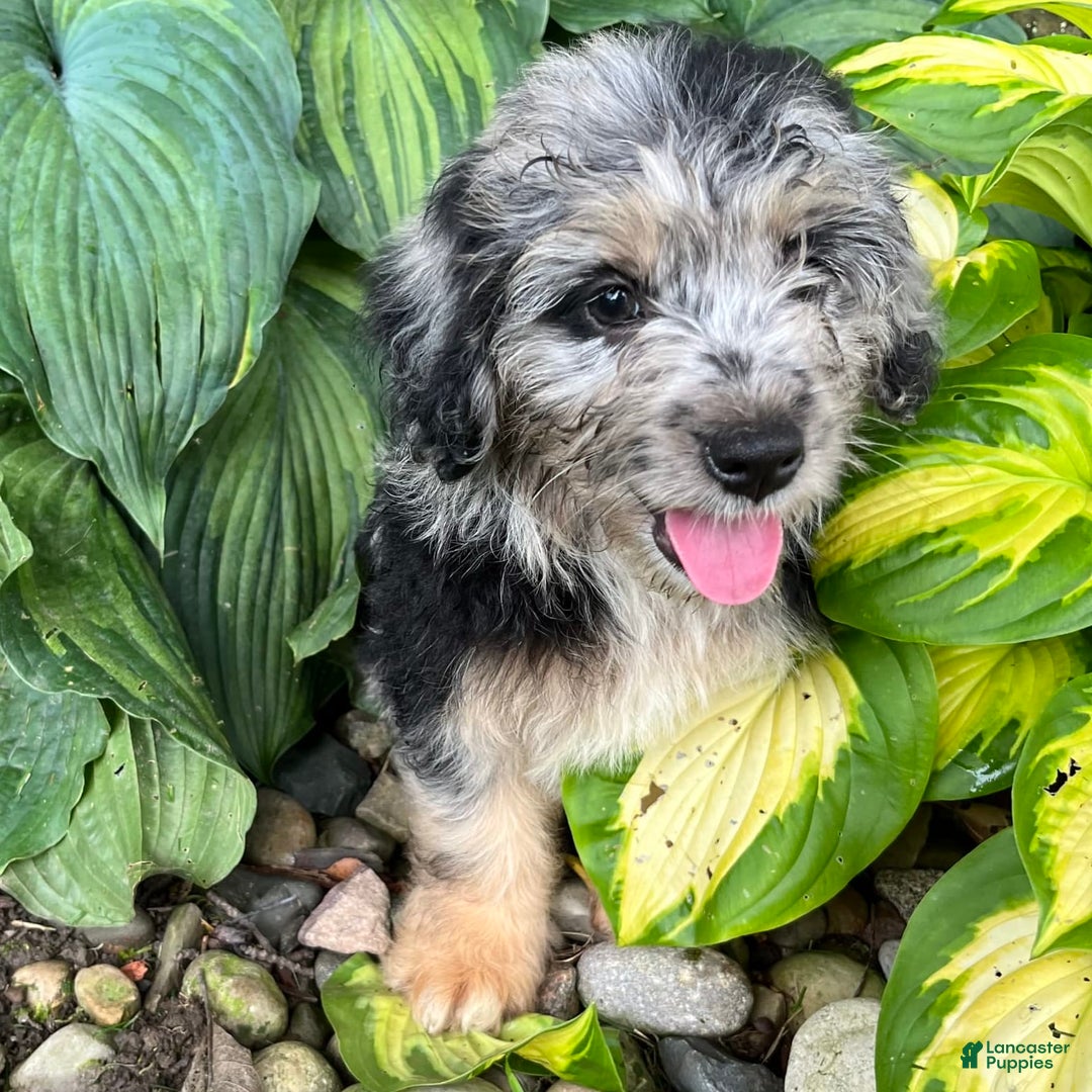 Mini Aussiedoodle dogs for sale: Tulip - Image 25