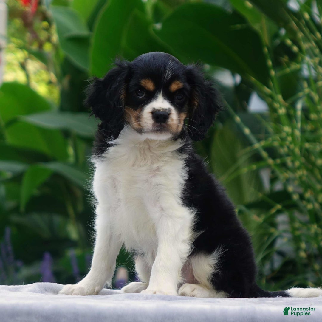Cavachon dogs for sale: Anderson - Image 2