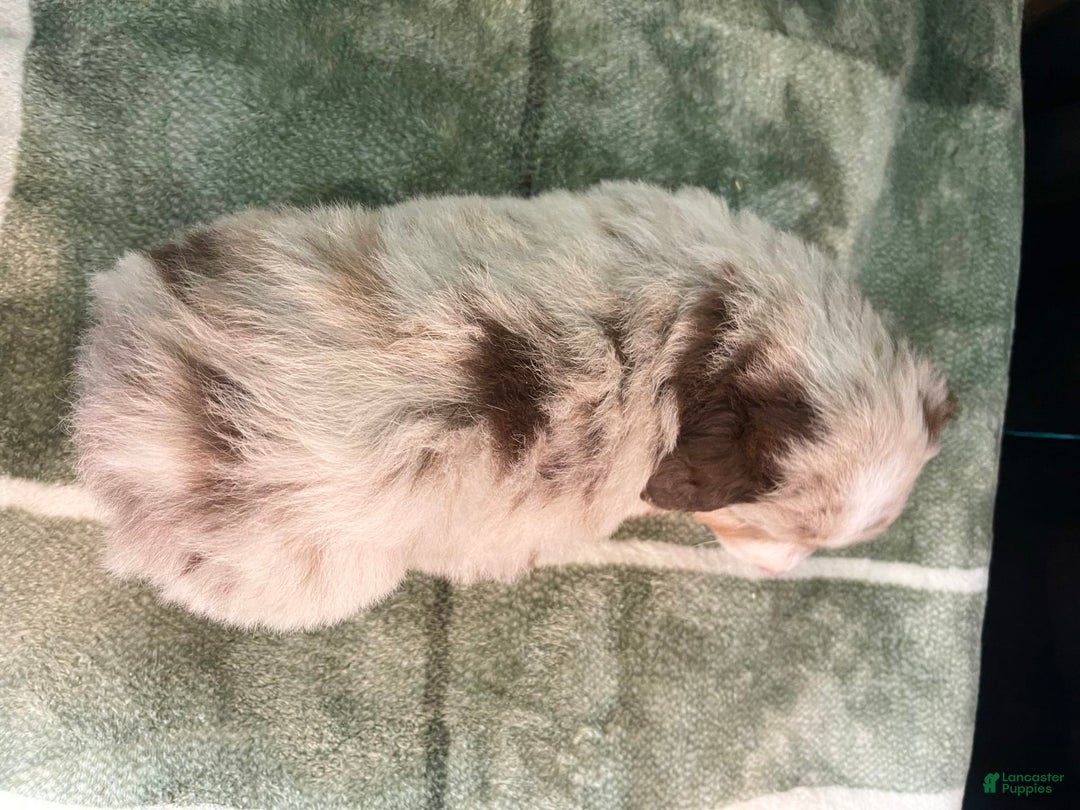 Australian Shepherd dogs for sale: Captain - Image 5