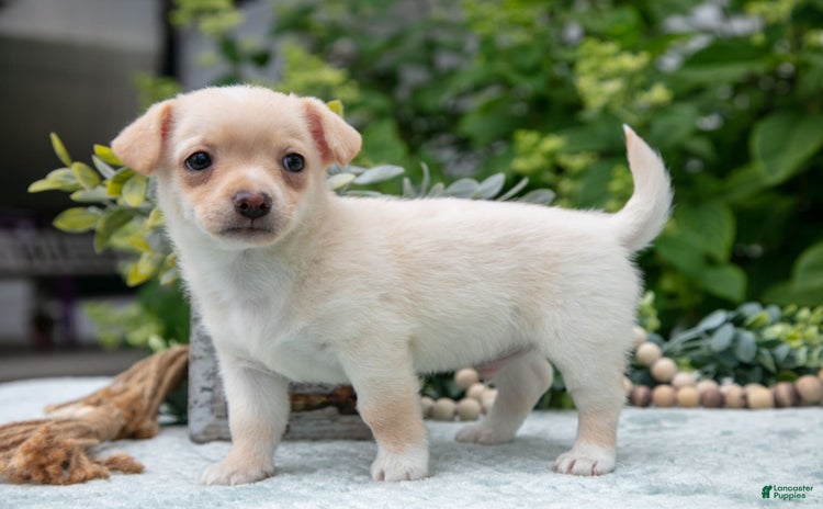 Chihuahua dogs for sale - Ad 4