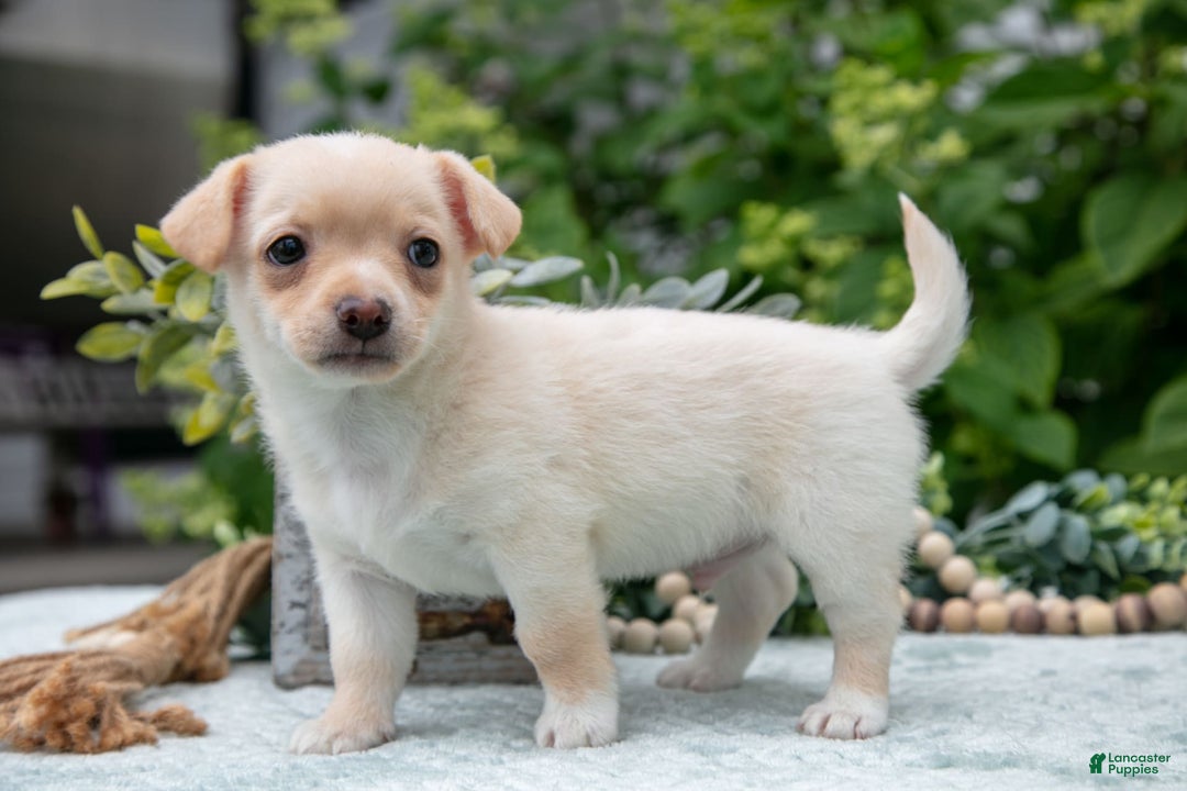 Chihuahua dogs for sale: Butterscotch - Image 1