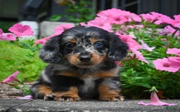 Miniature Dachshund dogs for sale: Scarlet - Image 5