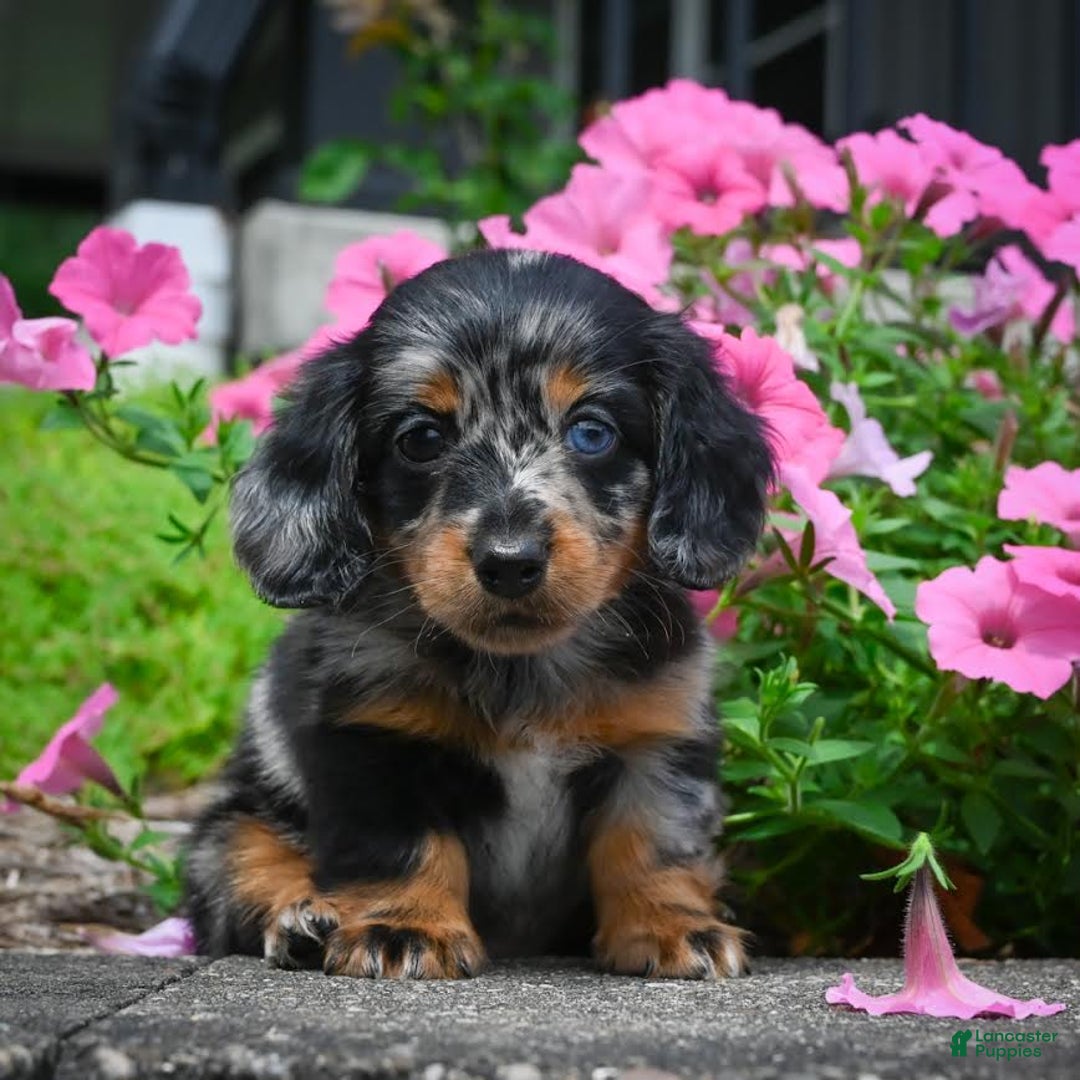 Miniature Dachshund dogs for sale: Scarlet - Image 5