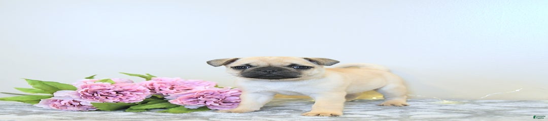 Starla
