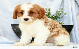 Cavapoo dogs for sale: Pluto - Image 4
