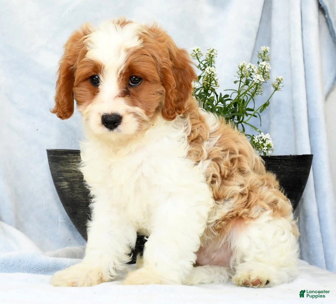 Cavapoo dogs for sale: Pluto - Image 4