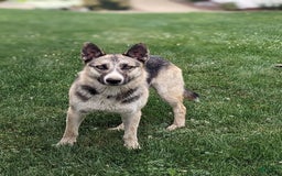 Miniature Australian Shepherd dogs for sale: Stella - Image 7