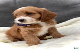 Cockapoo dogs for sale: Jake - Image 3