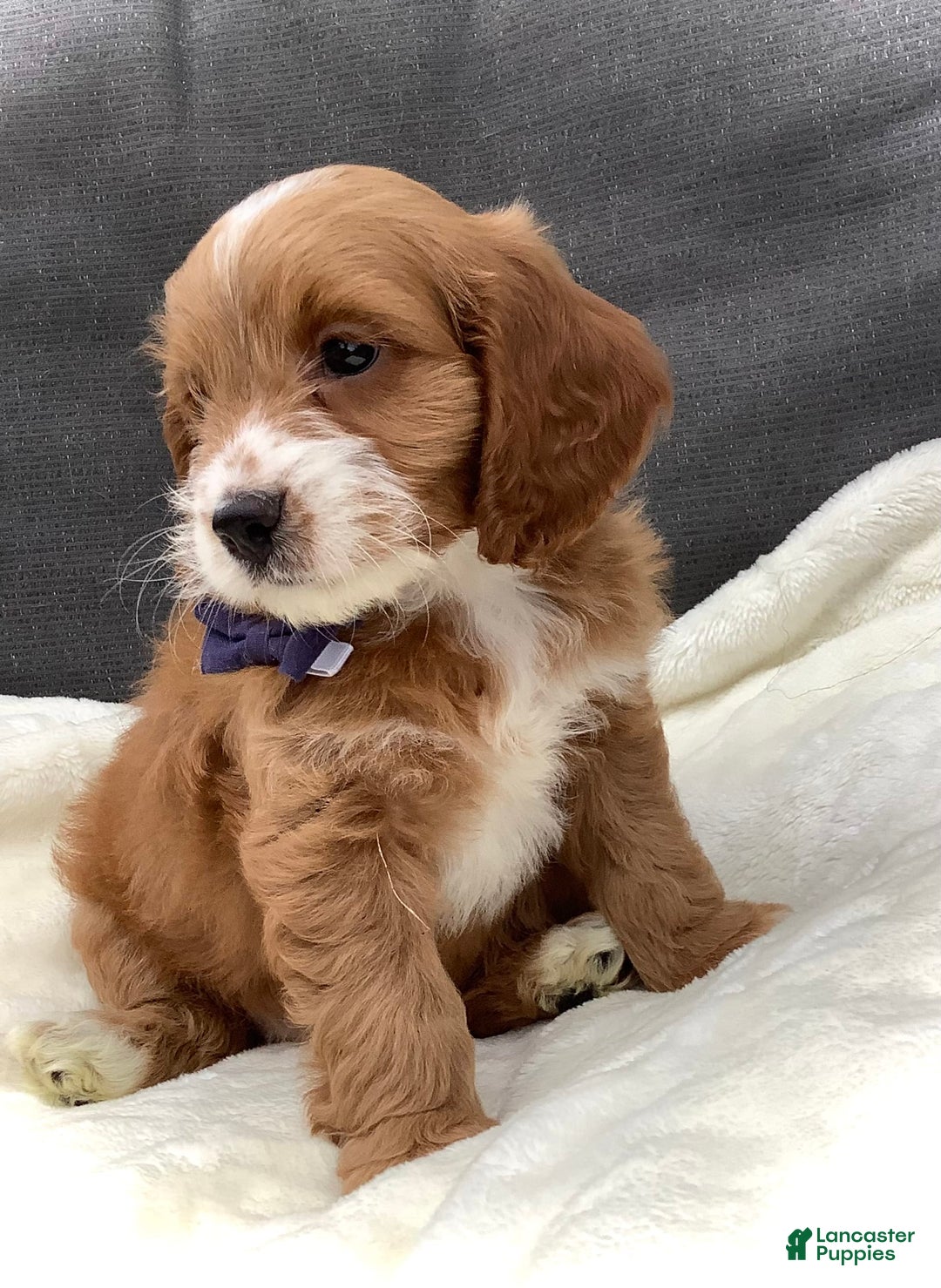Cockapoo dogs for sale: Jake - Image 3