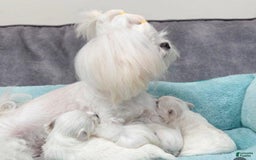 Maltese dogs for sale: Leo - Image 5