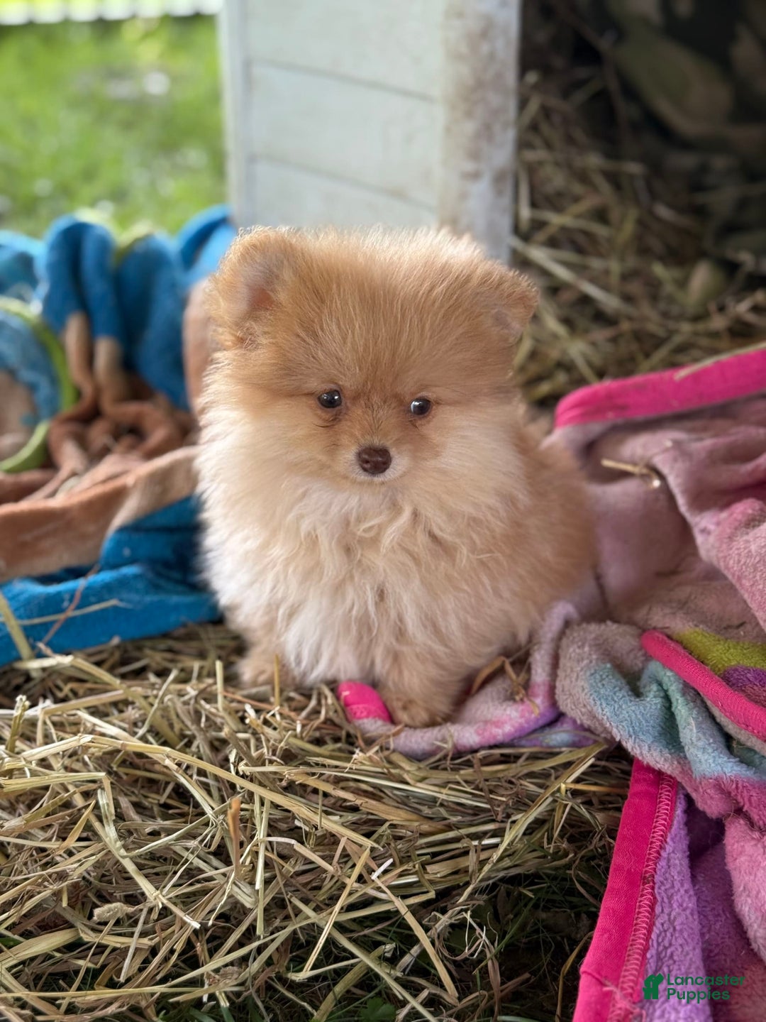 Pomeranian dogs for sale: Squirt - Image 1