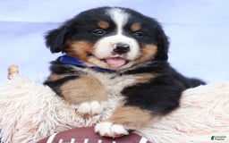 Bernese Mountain Dog dogs for sale: Seth - Image 23
