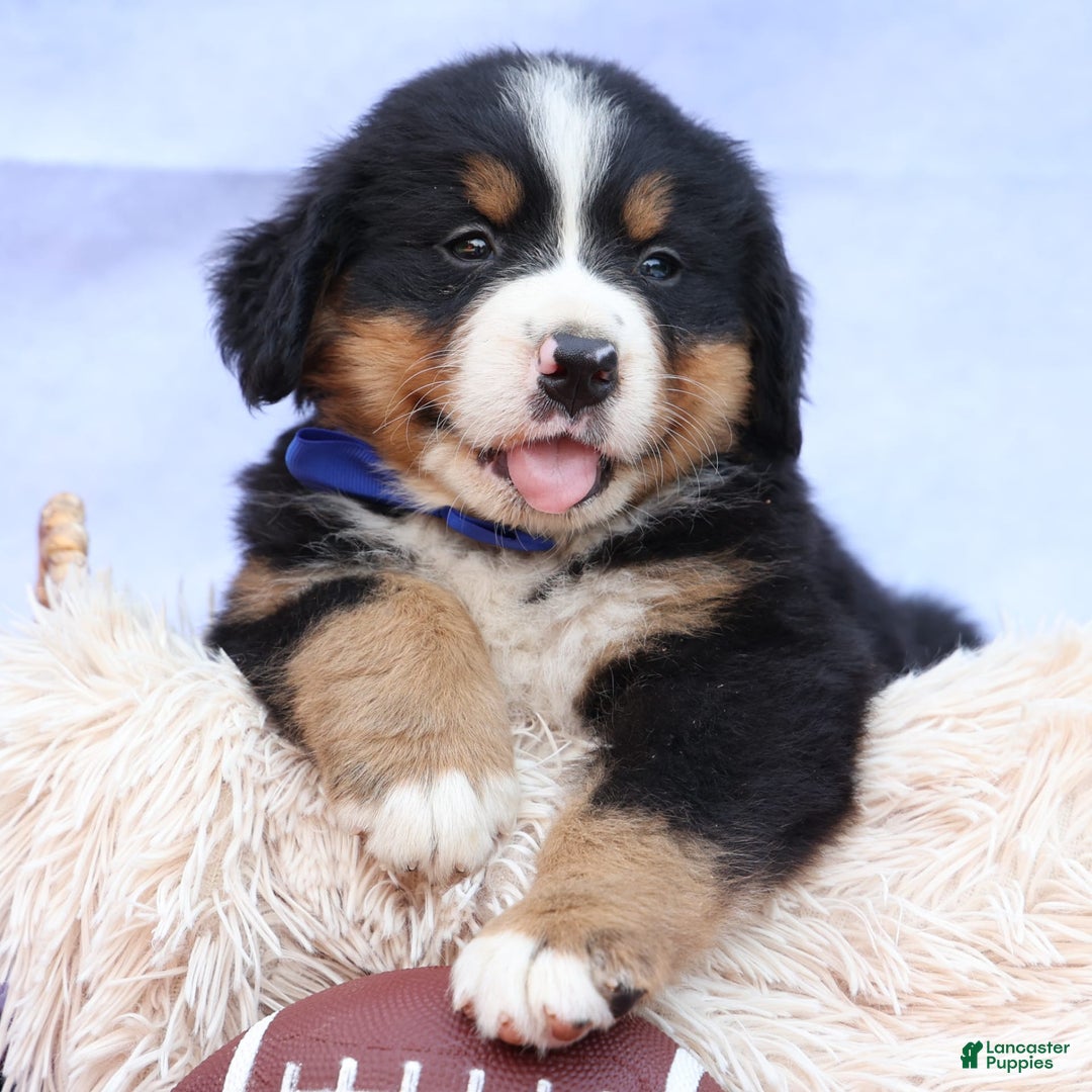 Bernese Mountain Dog dogs for sale: Seth - Image 23