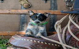 Australian Cattle Dog dogs for sale: Carla - Image 4