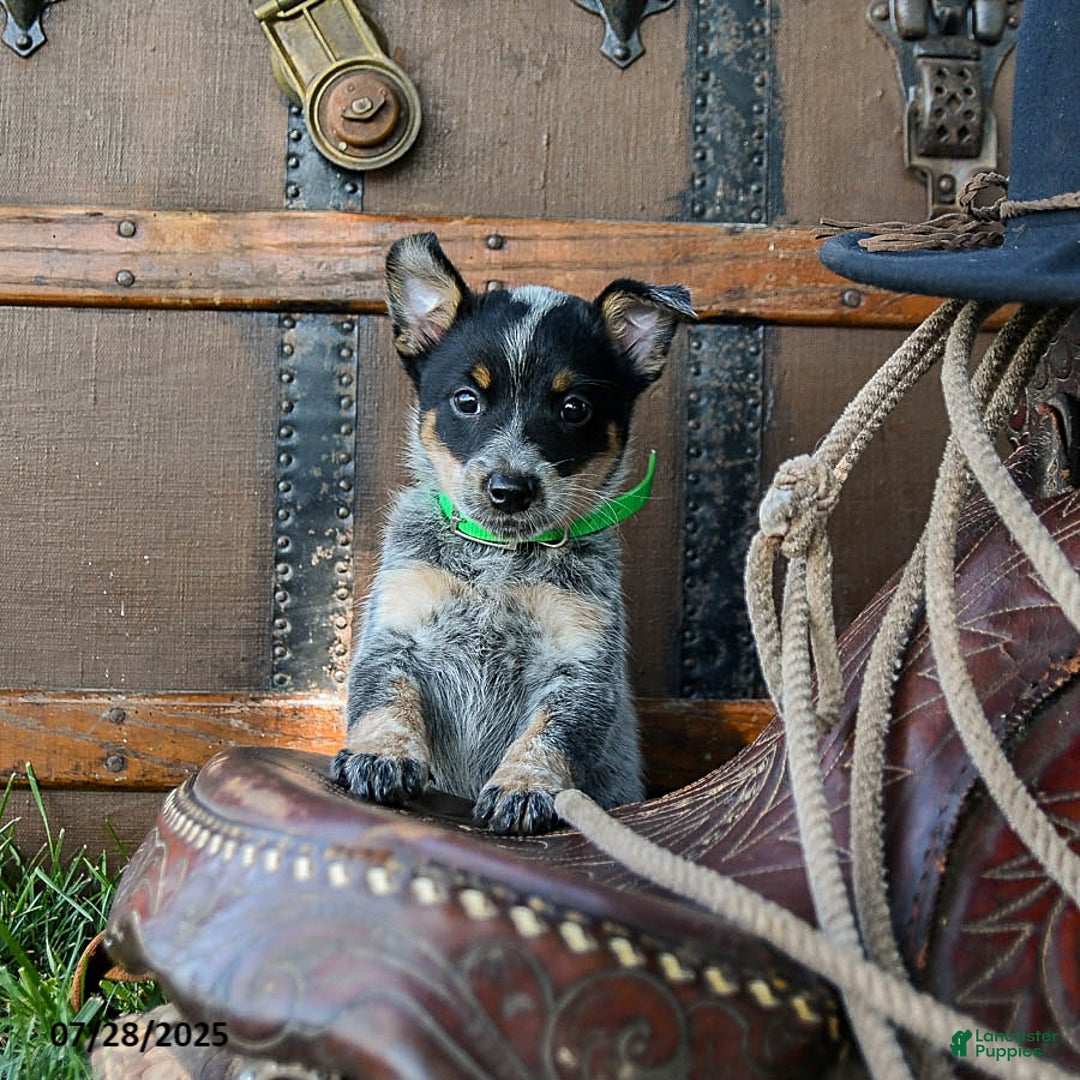 Australian Cattle Dog dogs for sale: Carla - Image 4
