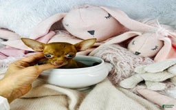 Chihuahua dogs for sale: Flower Teacup Chocolate - Image 3
