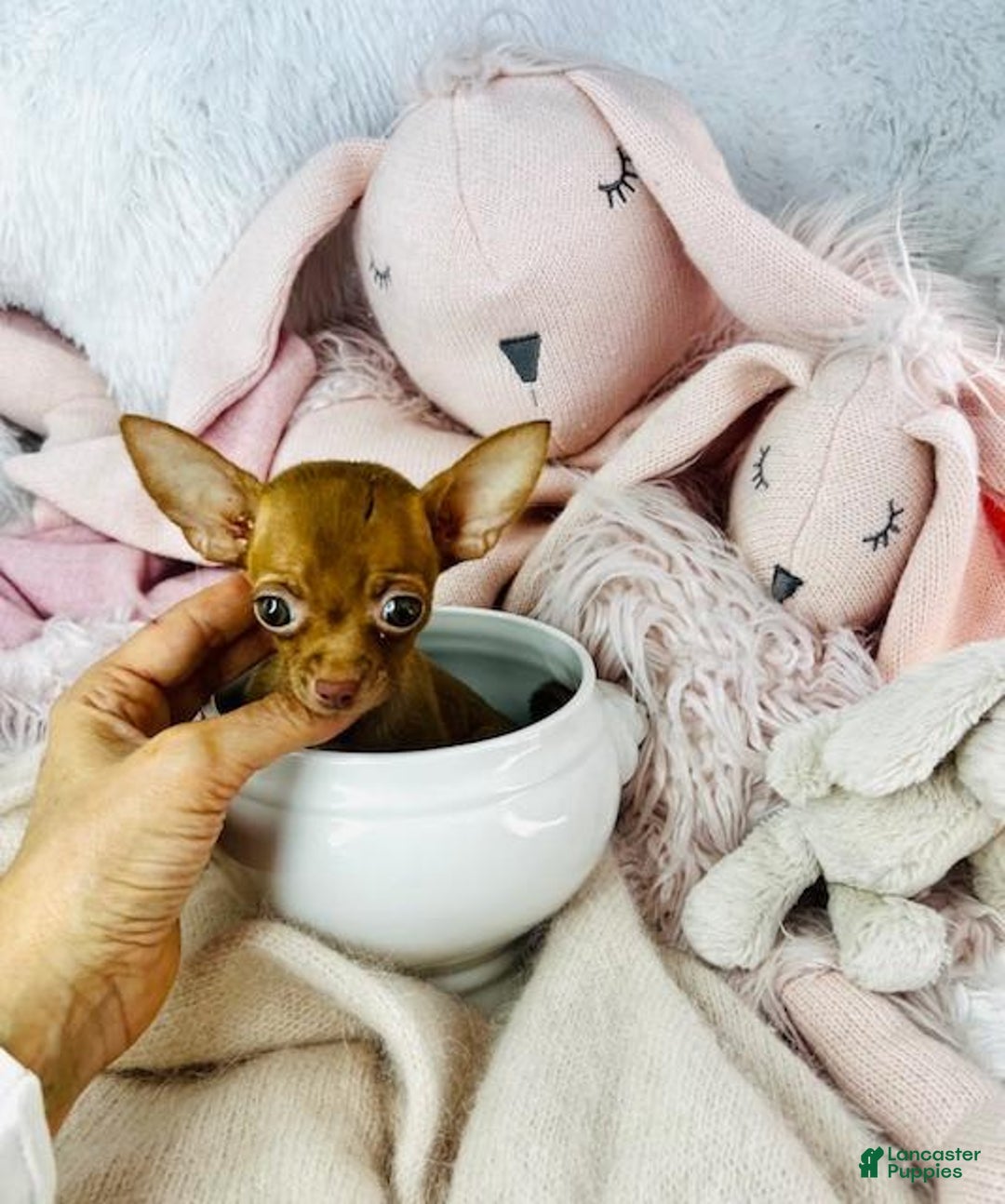 Chihuahua dogs for sale: Flower Teacup Chocolate - Image 3