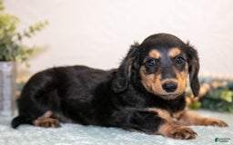 Miniature Dachshund dogs for sale: Joyce - Image 2