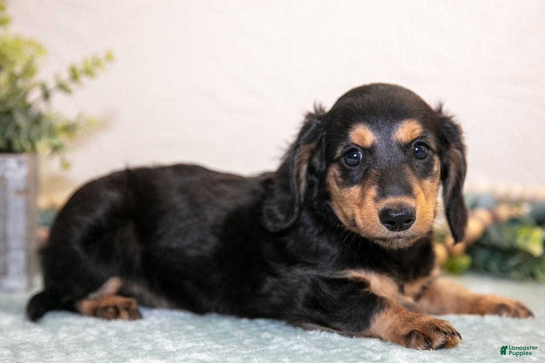 Miniature Dachshund dogs for sale: Joyce - Image 2