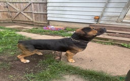 South African Boerboels dogs for sale: Luna - Image 14