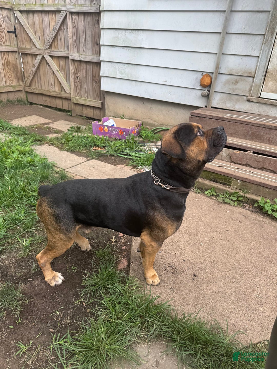 South African Boerboels dogs for sale: Luna - Image 14